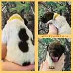 YELLOW COLLAR(GIRL) WHITE,LIVER