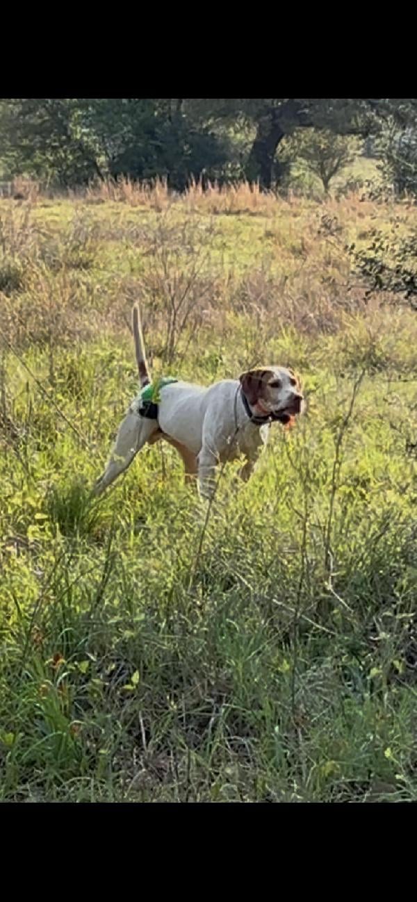 English Pointer