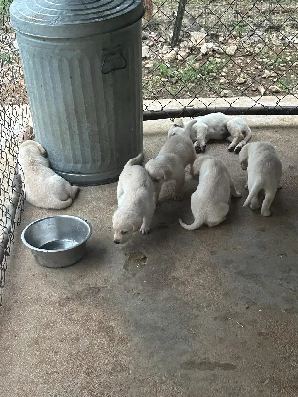 Labrador Retriever