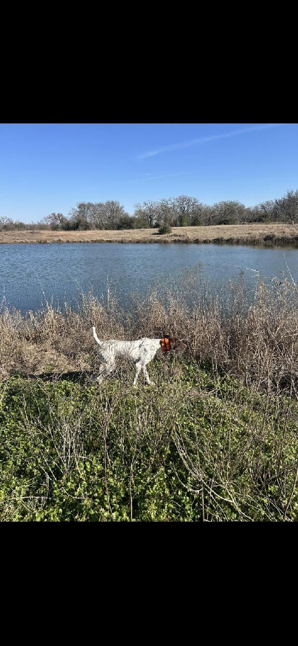 German Shorthaired Pointer