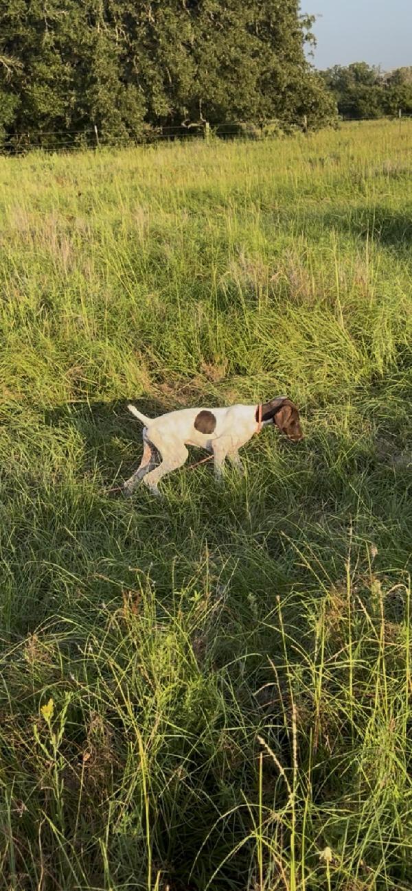 German Shorthaired Pointer