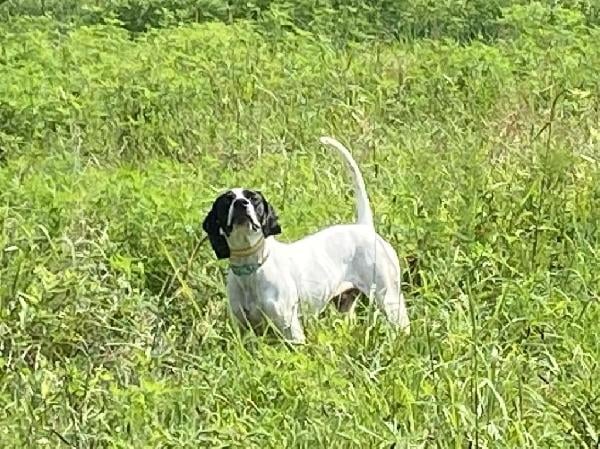 FINISHED DOG English Pointer