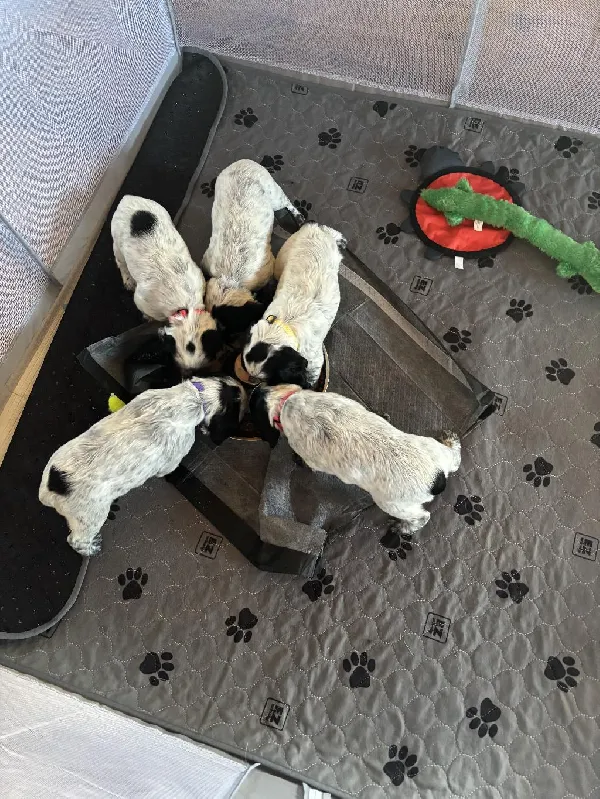 English Cocker Spaniel