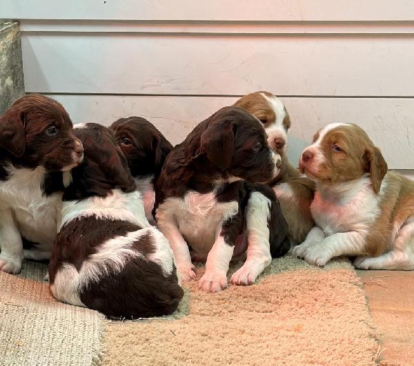 AKC BRITTANY PUPPIES - AVAILABLE 2/26/26 American Brittany