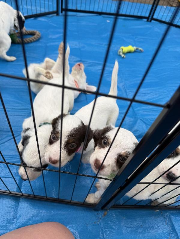 English Setter