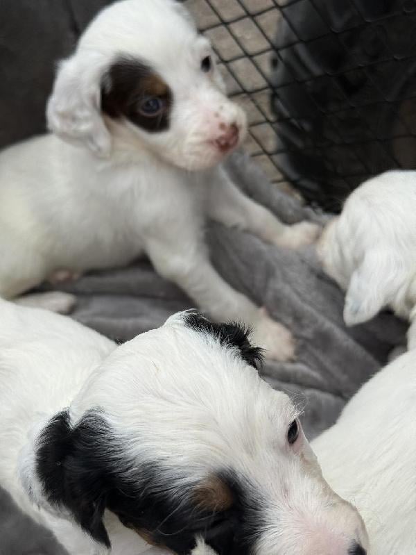MONTANA LITTER * English Setter