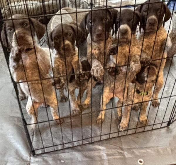 German Shorthaired Pointer