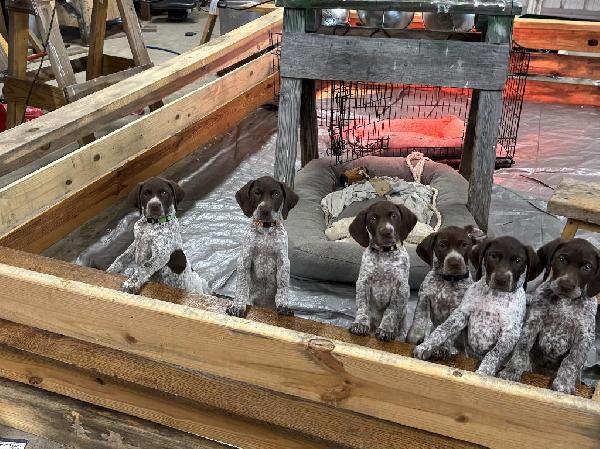 German Shorthaired Pointer