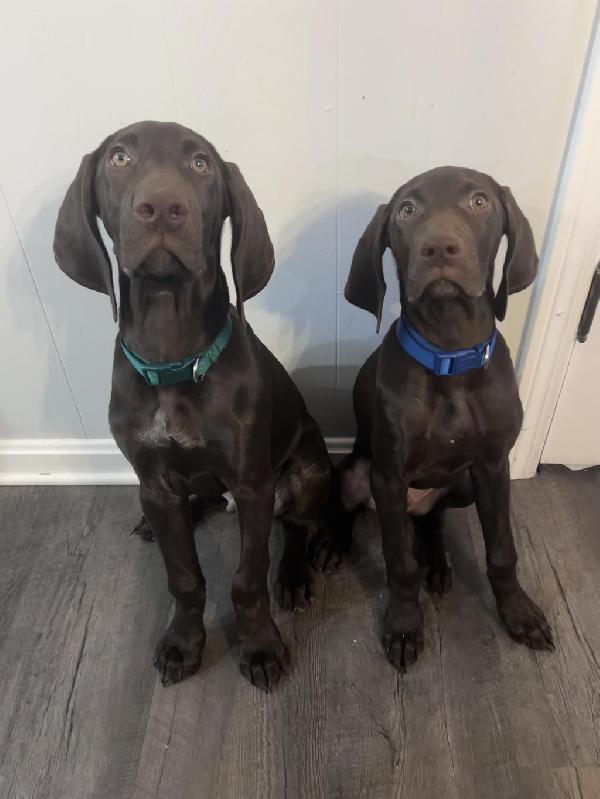 German Shorthaired Pointer