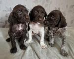 AKC GSP PUPPIES