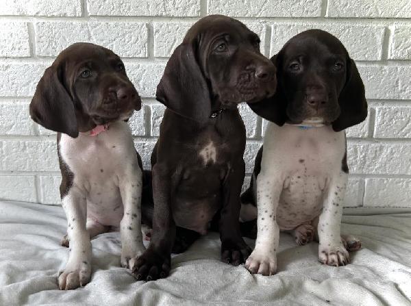 German Shorthaired Pointer