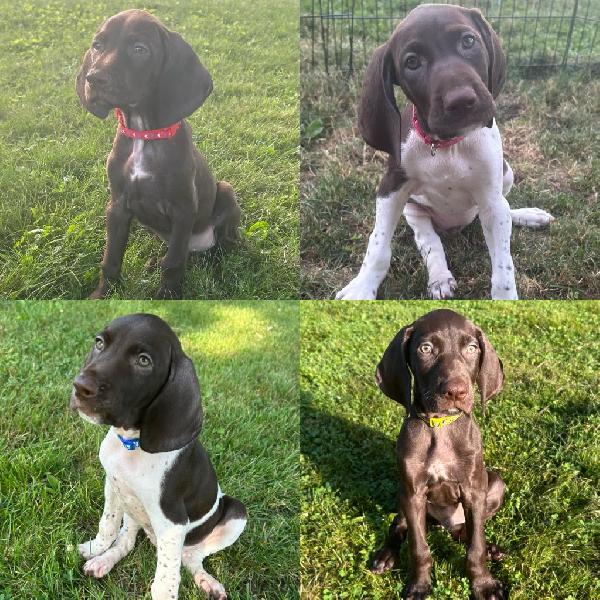 AKC GSP PUPPIES German Shorthaired Pointer