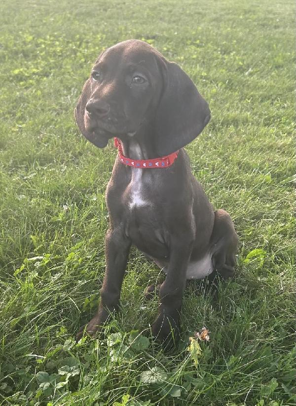 AKC GSP PUPPIES German Shorthaired Pointer