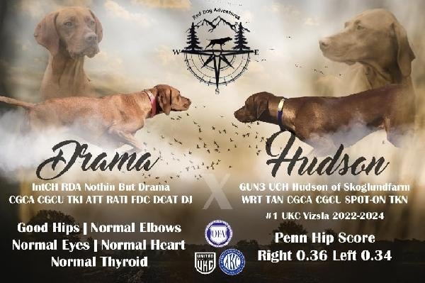 VIZSLA PUPPYS Hungarian Vizsla