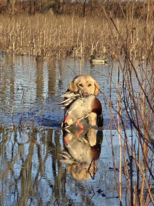 SEASONED 4YO YELLOW LAB MALE Labrador Retriever
