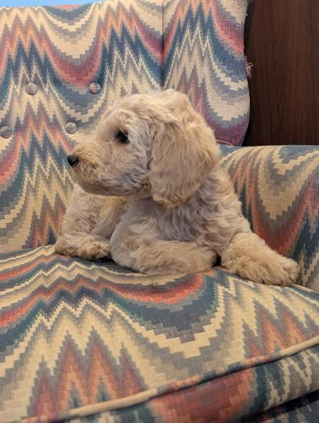 LABRADOODLES STANDARDS Labrador Retriever