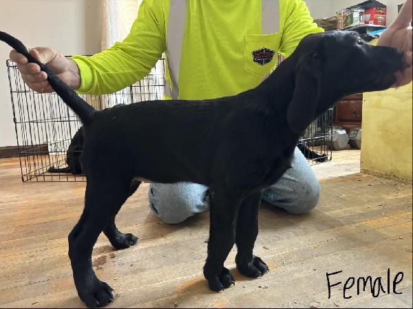 AMERICAN LABS Labrador Retriever