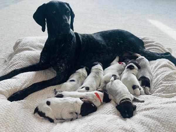 German Shorthaired Pointer