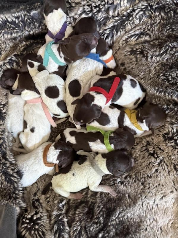 Wirehaired Pointing Griffon