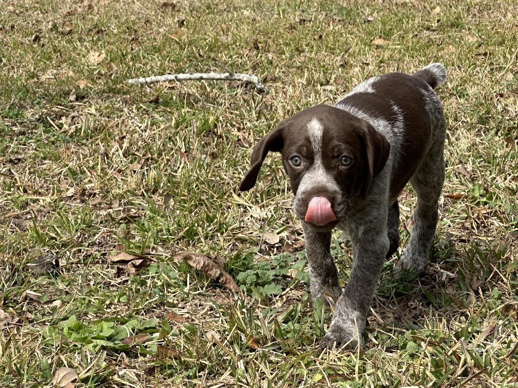 LITTLE GIRL German Shorthaired Pointer
