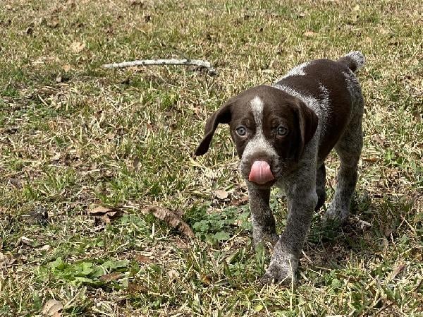German Shorthaired Pointer