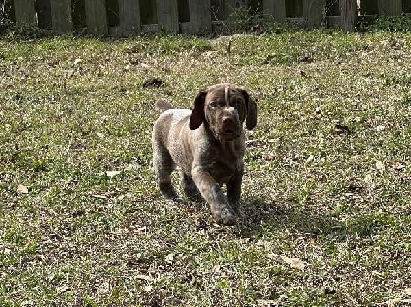 German Shorthaired Pointer