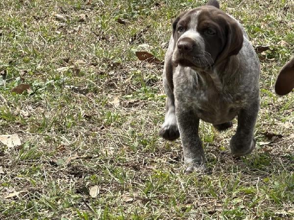 German Shorthaired Pointer