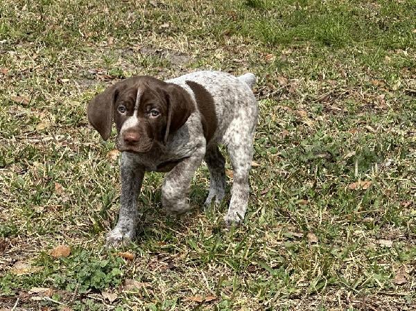 German Shorthaired Pointer
