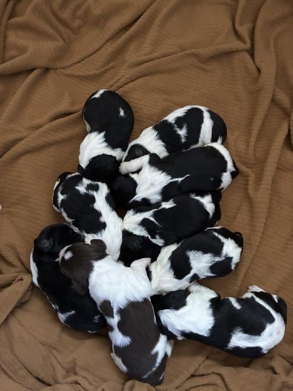 English Springer Spaniel