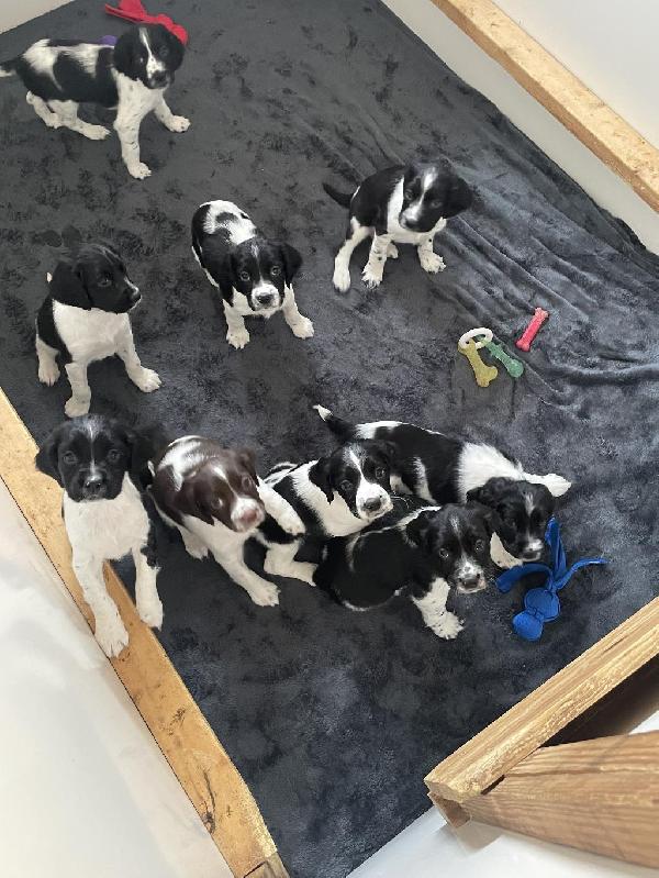 English Springer Spaniel