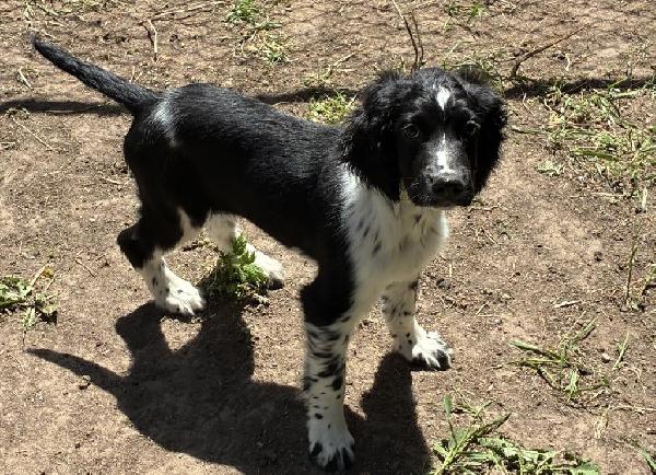 English Springer Spaniel