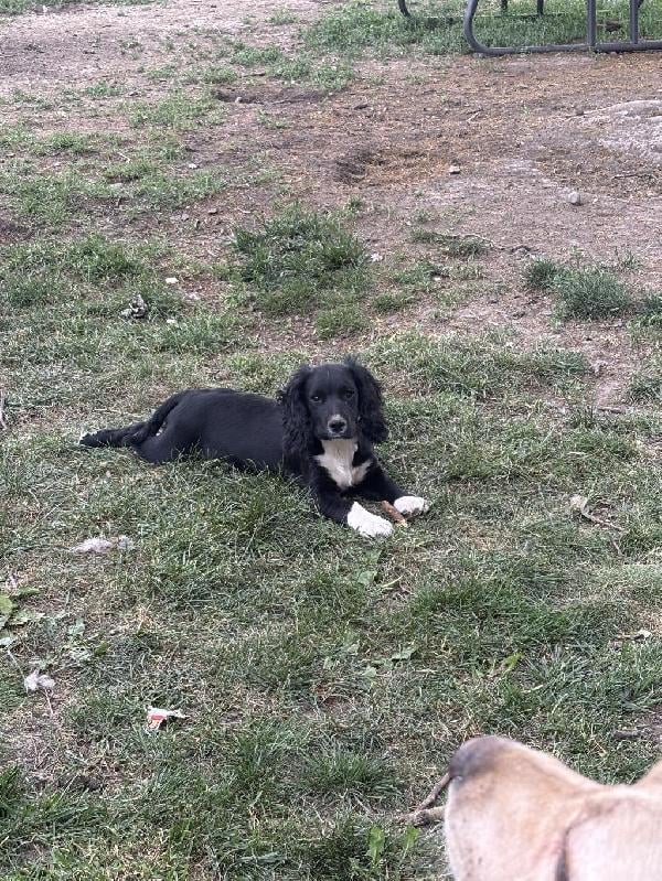 MALE ENGLISH COCKER PUP English Cocker Spaniel