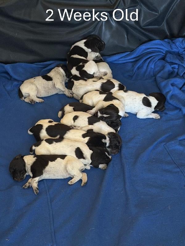 German Wirehaired Pointer