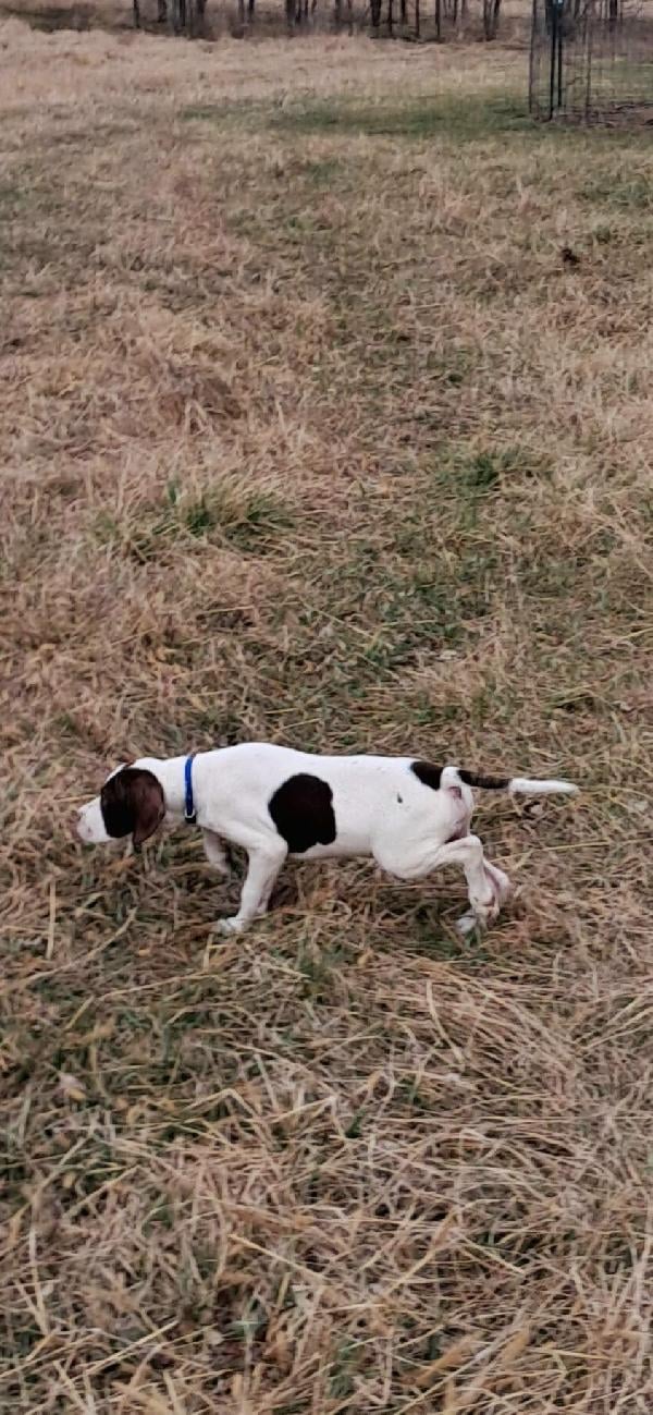 English Pointer