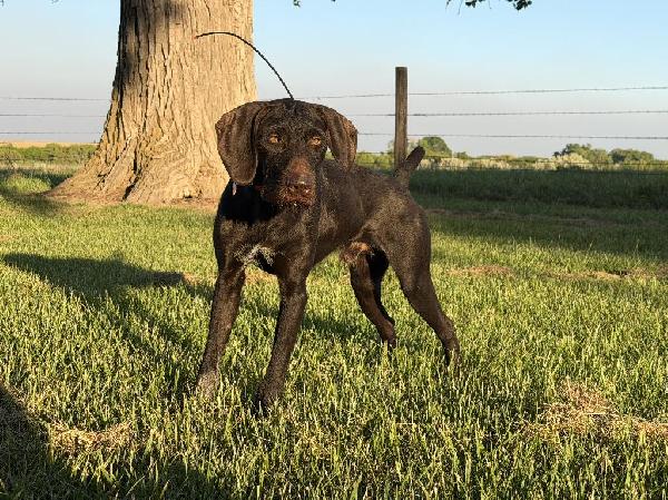 German Wirehaired Pointer