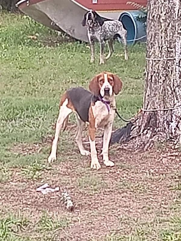 Treeing Walker Coonhound