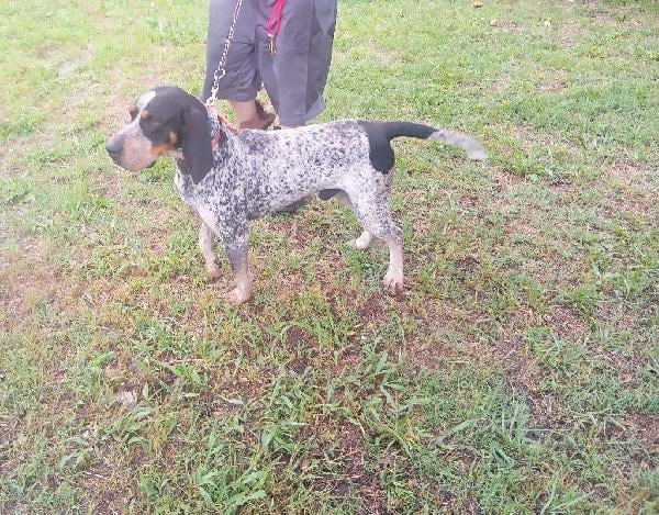Bluetick Coonhound