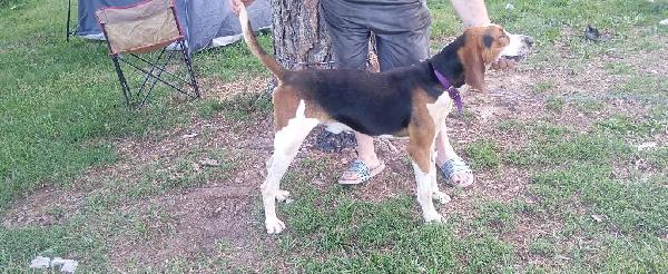 Treeing Walker Coonhound
