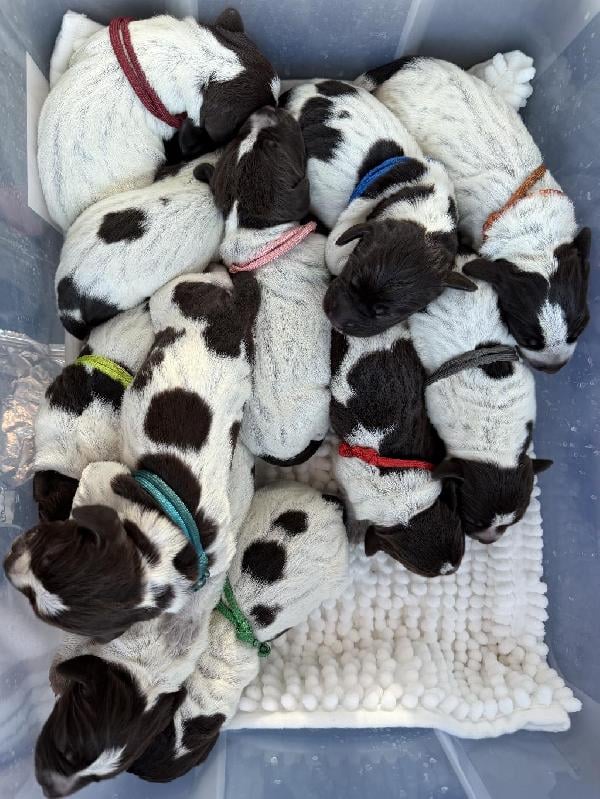 Wirehaired Pointing Griffon
