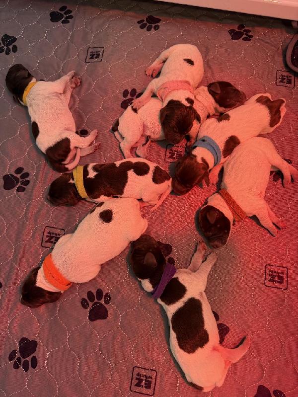 German Shorthaired Pointer