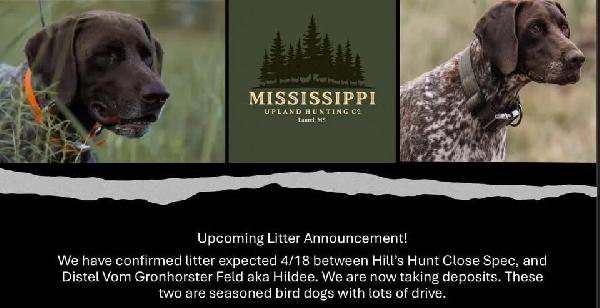 German Shorthaired Pointer