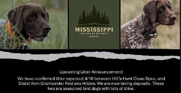 German Shorthaired Pointer