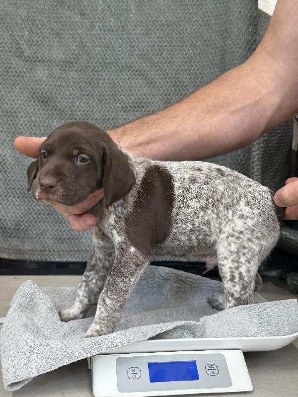 German Shorthaired Pointer