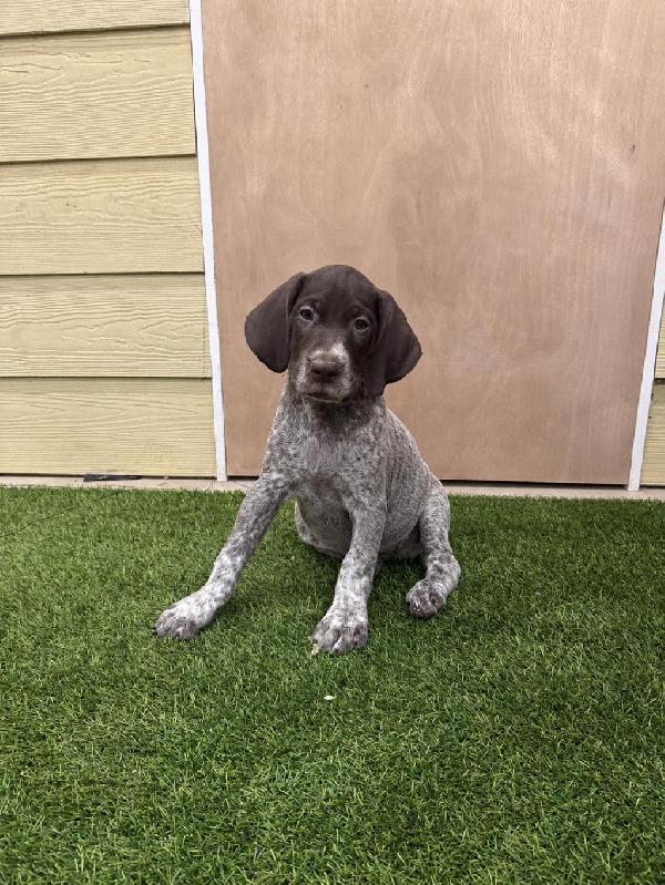 GERMAN IMPORT DK DAM WITH NSTRA BL SIRE German Shorthaired Pointer
