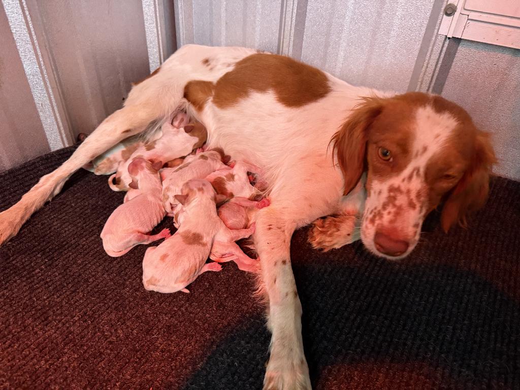 BRITTANY PUPPIES FOR SALE American Brittany