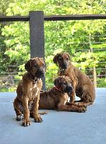 RHODESIAN RIDGEBACK PUP