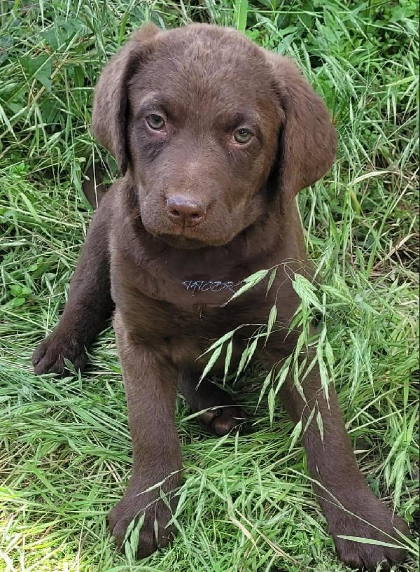 Chesapeake Bay Retriever