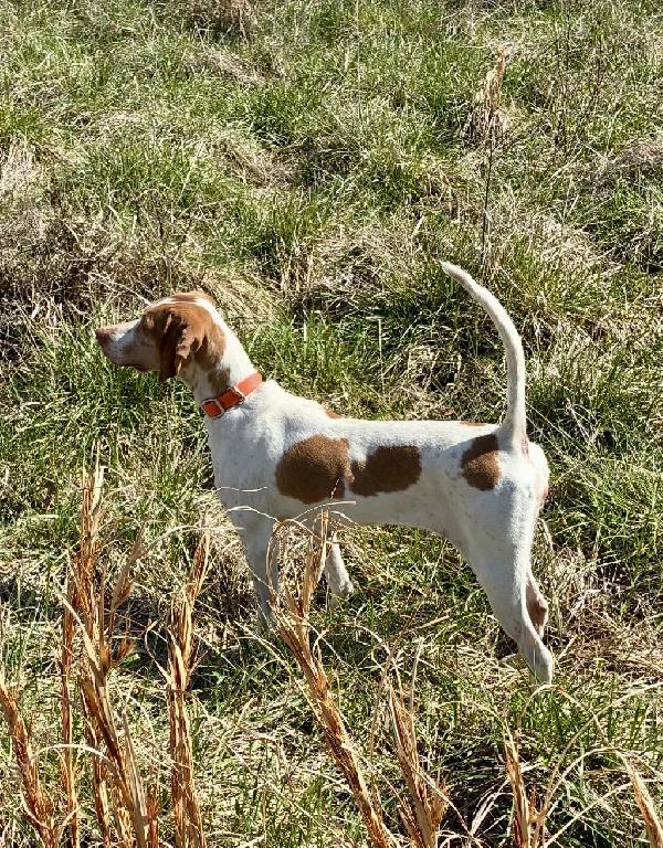English Pointer
