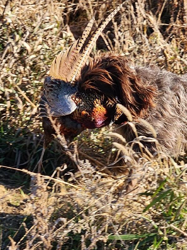 Wirehaired Pointing Griffon