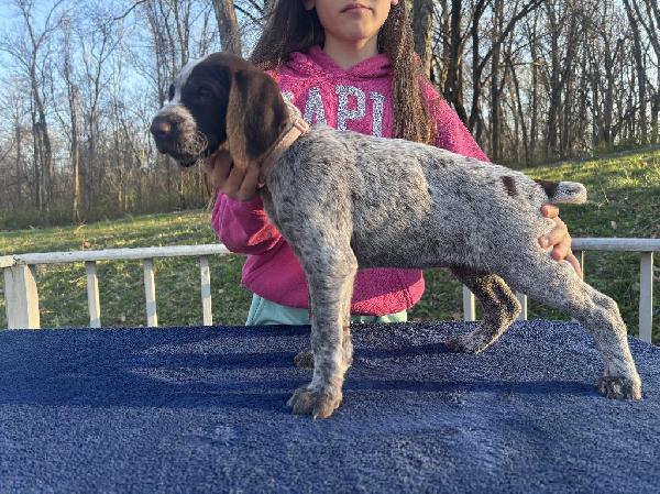 German Wirehaired Pointer